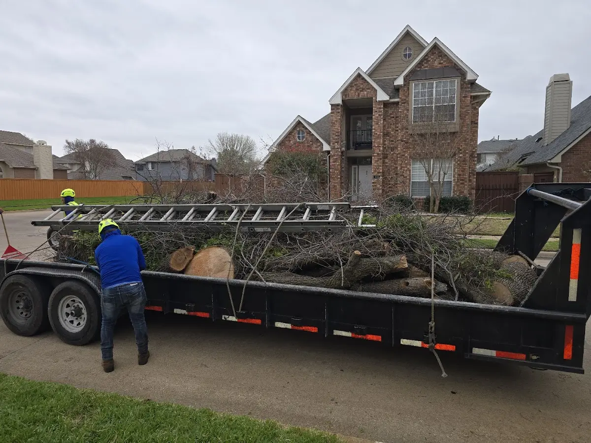 Expert Tree Pest Control with proper safety equipment in Morrice